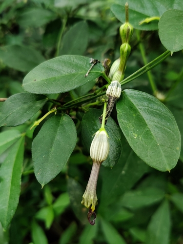 Ceropegia candelabrum