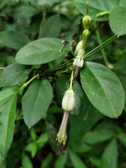 Ceropegia candelabrum biflora