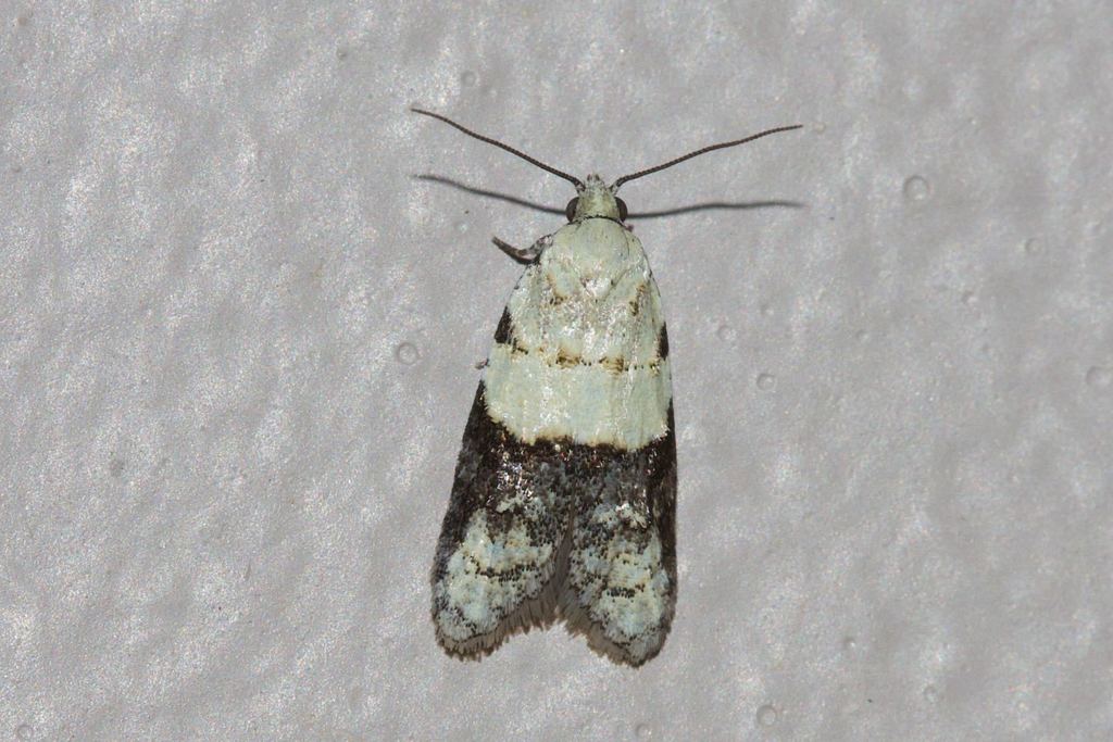 Schoenotenini