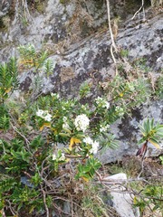 Veronica rigidula rigidula
