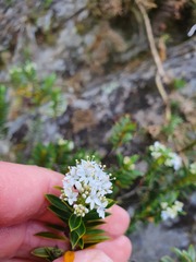 Veronica rigidula rigidula