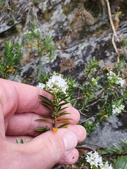 Veronica rigidula rigidula