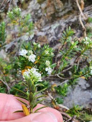 Veronica rigidula rigidula