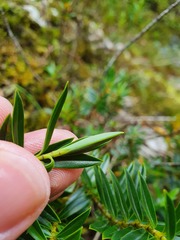Veronica rigidula rigidula