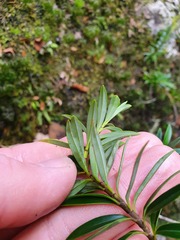 Veronica rigidula rigidula