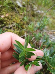 Veronica rigidula rigidula