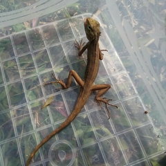 Calotes versicolor