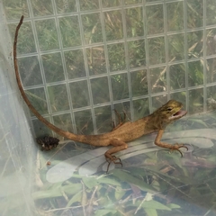 Calotes versicolor