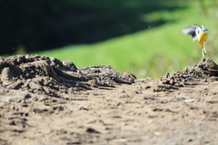 Motacilla cinerea patriciae
