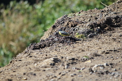Motacilla cinerea patriciae