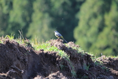Motacilla cinerea patriciae
