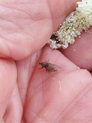 Chalepistes compressus