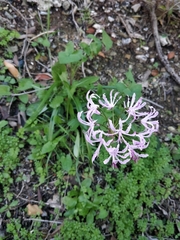 Nerine