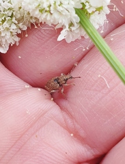 Chalepistes compressus