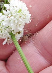 Chalepistes compressus