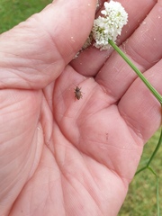 Chalepistes compressus