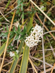 Pimelea pseudolyallii