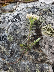 Pimelea pseudolyallii