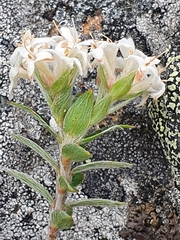 Pimelea pseudolyallii
