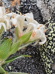 Pimelea pseudolyallii