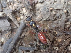 Tachynomyia abdominalis