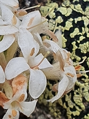 Pimelea pseudolyallii