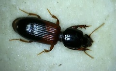 Clivina basalis