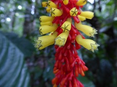 Palicourea subspicata
