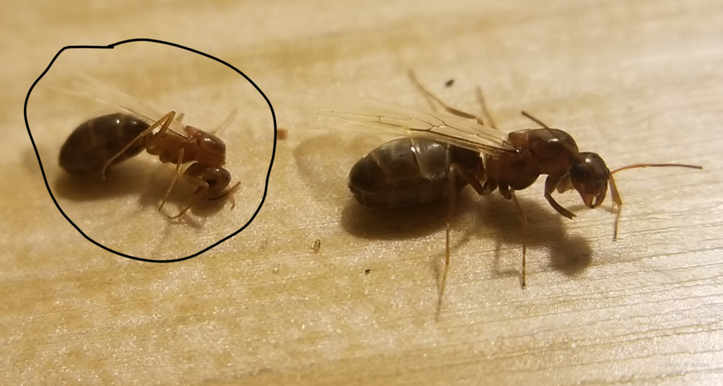 Hump-backed Pyramid Ant