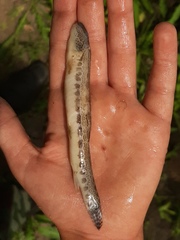Cobitis taenia