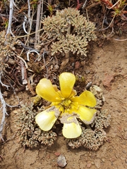 Ranunculus crithmifolius