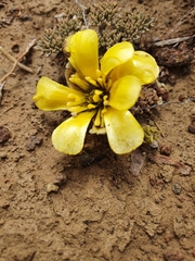 Ranunculus crithmifolius