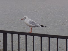 Chroicocephalus ridibundus