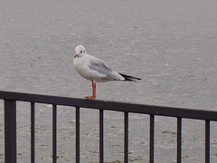 Chroicocephalus ridibundus