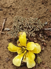 Ranunculus crithmifolius