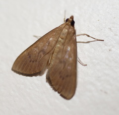 Protonoceras mitis