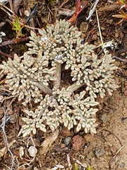 Ranunculus crithmifolius