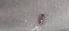 Homogyna xanthophora