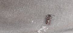 Homogyna xanthophora