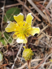 Ranunculus foliosus