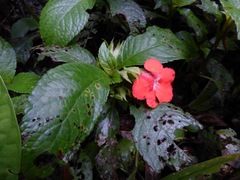 Nautilocalyx erytranthus