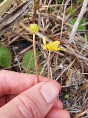 Ranunculus foliosus