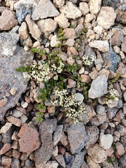 Gingidia decipiens