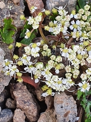Gingidia decipiens