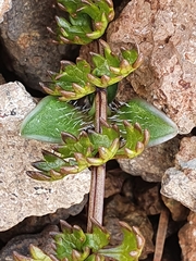 Gingidia decipiens