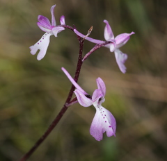 Orchis × sezikiana