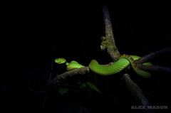 Trimeresurus gumprechti