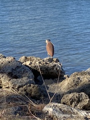Nycticorax caledonicus