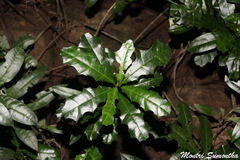 Acanthus ilicifolius