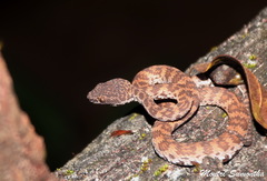 Shore Pit Viper photo 3